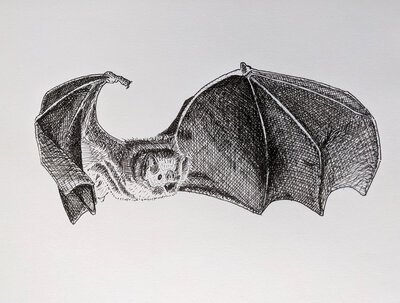 2023-08-15_Vampire-bat.small